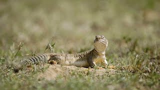 SpinyTailed Lizard’s Day in the Sun [upl. by Nonad]