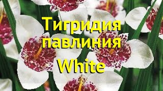 Тигридия павлиния Вайт Краткий обзор описание характеристик tigridia pavonia White [upl. by Kimberlee]