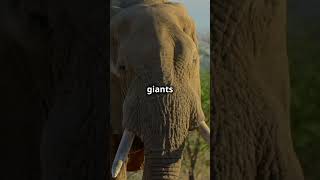 Massive Beast of Ngorongoro Crater Africa’s Untamed Giant Revealed [upl. by Akvir30]