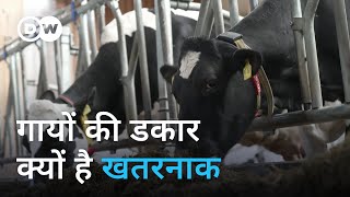 क्या मवेशियों का मीथेन उत्सर्जन घटाया जा सकता है Can methane emissions from cattle be curbed [upl. by Archibaldo93]