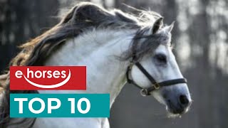 Top 10 Andalusian horses [upl. by Fesuy]