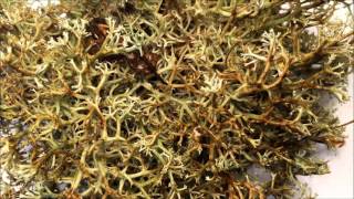 Timelapse of lichen transforming when wet [upl. by Meir225]