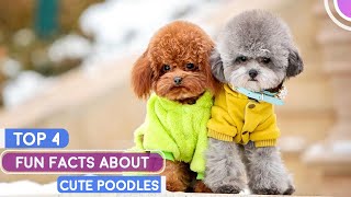 4 Fun Facts About Poodle That Will Surprise You [upl. by Nnaoj497]