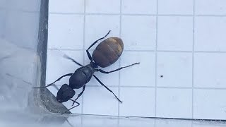 Camponotus chilensis Chile 2 video 04092023 [upl. by Etnovad]