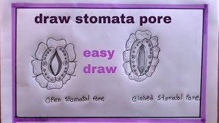 how to draw stomataopen and closed stomata pore step by step [upl. by Obla]