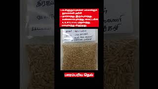 உள்ளுறுப்புகளை பலமாக்கும் தூயமல்லி அரிசி பாரம்பரிய நெல்  Thuyamalli a traditional rice [upl. by Jazmin52]