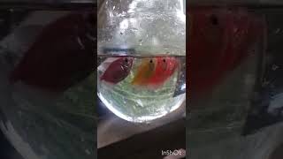 Colour full tetrasfishbowlsubscribe👍 [upl. by Pedaiah]