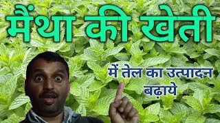 पिपरमिंट मेंथा की खेती से तेल का अधिक उत्पादन लें।Pipermint Mentha from oil production [upl. by Colleen860]