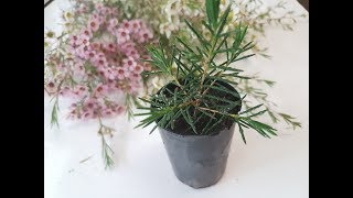 How To Propagate Geraldton Wax [upl. by Philcox]