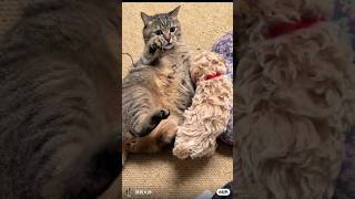 POV A Cats Surprising Encounter with a Puppy😭♥ shorts puppy catlover petsxyz shortsfeed [upl. by Cristie205]