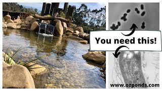 Beneficial bacteria for ponds Do you need it [upl. by Netnert666]