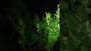 Southern Highbush blueberry 🫐 plants nightview [upl. by Bourque]