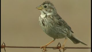 Bruant proyer  chant   Corn Bunting  Grauammer   Emberiza calandra [upl. by Haela]