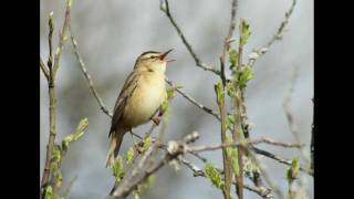 sedge warbler song [upl. by Arak425]