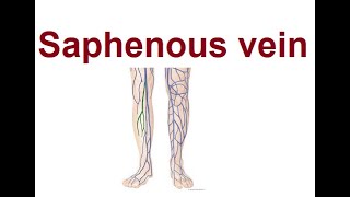 Saphenous Veins  Structure and Function  2024 [upl. by Glick630]