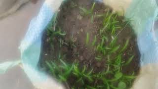 planting coriander and spinach seeds Dhaniya palk o gamle me assani se kaise ugayen [upl. by Barker513]