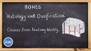 Bones  Histology and Ossification  Classes from Anatomy Weekly  Anatomy Weekly Ep  10 [upl. by Secunda347]