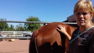 How to give a horse an Intramuscular Injection by Durango Equine Veterinary Clinic [upl. by Rotow]