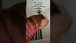 This sound can mean your guinea pig is sick [upl. by Iahcedrom]