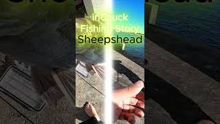 Monster Sheepshead Fishing under a bridge [upl. by Anez153]