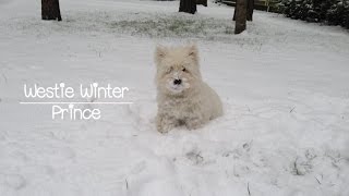 Westies first winter [upl. by Emalee]