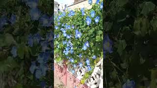 Ipomoea tricolor ipomoea shorts вьюнок рослини flowers [upl. by Ku]