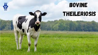 Bovine Theileriosis [upl. by Edorej]