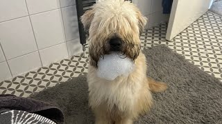 This is Carter  Soft Coated Wheaten Terrier [upl. by Mathre626]