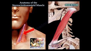 Anatomy Of The Sternocleidomastoid Muscle  Everything You Need To Know  Dr Nabil Ebraheim [upl. by Ashford]