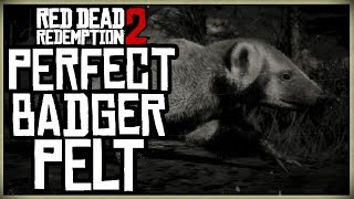 HOW TO GET A PERFECT BADGER PELT  RED DEAD REDEMPTION 2 PRISTINE BADGER HUNT [upl. by Nylyahs]