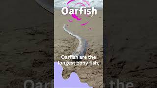 DISCOVER the Mysterious Oarfish kids naturecuriosities fish [upl. by Ginni]