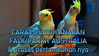 CARA MELATIH PARKIT AUSTRALIA DARI BABY [upl. by Huber]