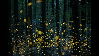 fireflies backing mateus asato [upl. by Vito]