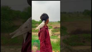 shortvideos 😭pigeon birds kabuatar dosti 👀👀🕊🤗😘🤲new viralvideo shorts [upl. by Haimaj]