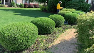 🌳 Cómo Podar Los Arbustos Como Un Profesional 🌳 🚨Video Natural 🚨DIY [upl. by Liban]