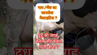 diagnosis of coliform mastitisshrikrishnacassettes01shubhamgoriharyana7071VetVisitcow [upl. by Arykat652]