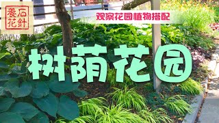 树荫小花园  观察与欣赏（花名在下面的说明区里） [upl. by Anitel210]