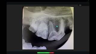 Radiographic interpretation in dogs  periapical lucencies [upl. by Htiekel996]