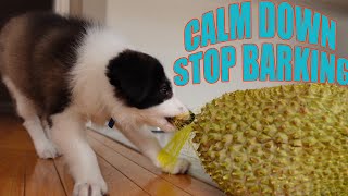 How to CALM DOWN a Puppy and STOP Puppy Barking [upl. by Ynnahc]