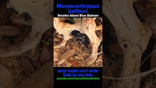 Socotra island Blue Baboon Tarantula [upl. by Akihsar125]