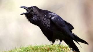 Raven  bird call  Learn The Sound A Raven Makes  Raven Sounds and Pictures [upl. by Strage251]