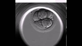 BONITO EMBARAZO CON EMBRYOSCOPE [upl. by Nirb]