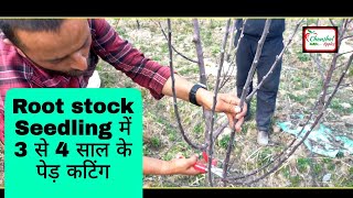 Root stock Super Chif  Pruning  Seedling apple Orchard  Chuwara Dagoli  Sanjeev Thakur HDP [upl. by Bound]