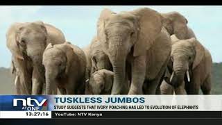 Kernyay Ivory poaching in Mozambique leads to evolution of tuskless elephants [upl. by Ferdinana]