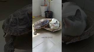 The turtle that fell from the sky shortsvideo animals amimals [upl. by Con]