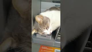 Bankamatik kedi [upl. by Eceryt]