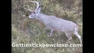 Traditional Bow hunt Black Widow Bows Recurve Monster Montana 8pt [upl. by Corrianne212]