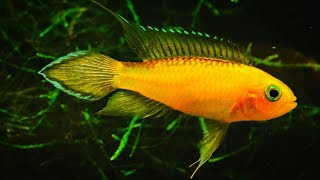 Apistogramma agassizii Gold Fire ᴴᴰ [upl. by Noseimaj293]