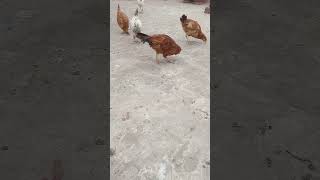 Hens enjoy birds chickes murga chicks [upl. by Corliss508]