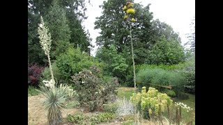 Agave amp Yucca elata in Bloom  Canada [upl. by Anilak]